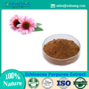 Extrato de Echinacea Purpurea